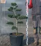 Japan-Stechpalme - Ilex crenata