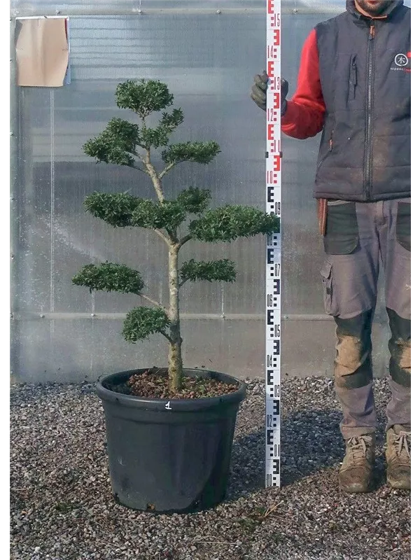 Japan-Stechpalme - Ilex crenata