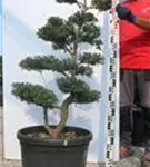 Japan-Stechpalme - Ilex crenata