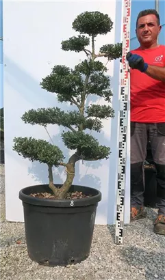 Japan-Stechpalme - Ilex crenata