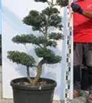 Japan-Stechpalme - Ilex crenata