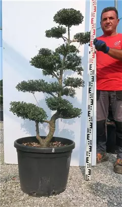Japan-Stechpalme - Ilex crenata