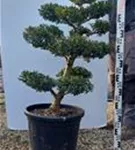 Japan-Stechpalme - Ilex crenata