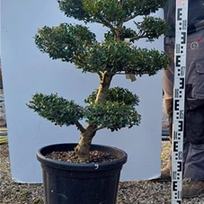 Ilex crenata, Gartenbonsai NP22n9 - 90