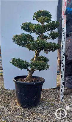 Japan-Stechpalme - Ilex crenata