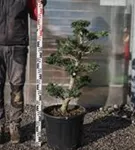 Japan-Stechpalme - Ilex crenata