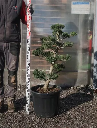 Japan-Stechpalme - Ilex crenata