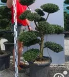 Japan-Stechpalme - Ilex crenata