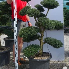 Ilex crenata, Gartenbonsai T71n11 - 100