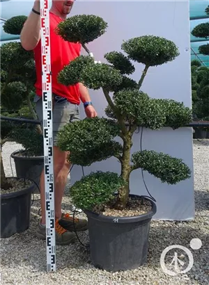 Japan-Stechpalme - Ilex crenata