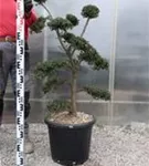 Japan-Stechpalme - Ilex crenata