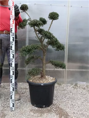Japan-Stechpalme - Ilex crenata