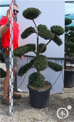 Japan-Stechpalme - Ilex crenata