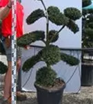 Japan-Stechpalme - Ilex crenata