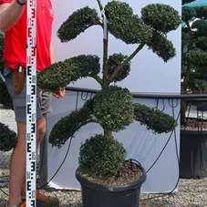Ilex crenata, Gartenbonsai T71n15 - 100