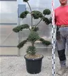 Japan-Stechpalme - Ilex crenata