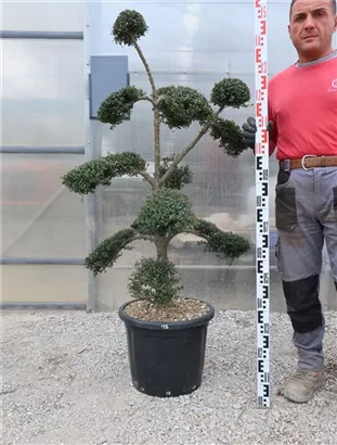 Japan-Stechpalme - Ilex crenata