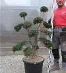 Japan-Stechpalme - Ilex crenata