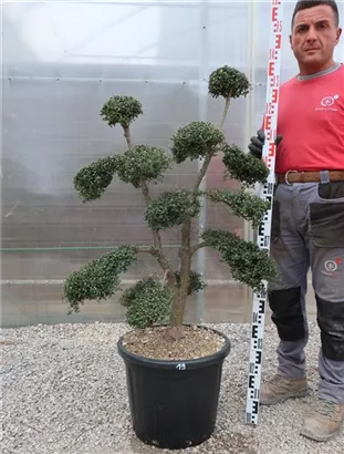 Japan-Stechpalme - Ilex crenata