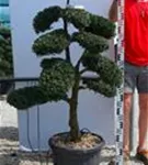 Japan-Stechpalme - Ilex crenata