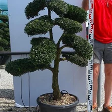 Ilex crenata, Gartenbonsai T71n2 - 100