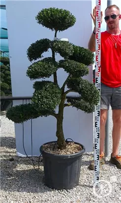 Japan-Stechpalme - Ilex crenata