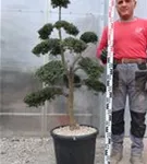 Japan-Stechpalme - Ilex crenata