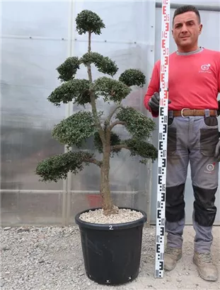 Japan-Stechpalme - Ilex crenata