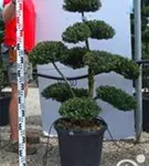Japan-Stechpalme - Ilex crenata
