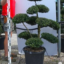Ilex crenata, Gartenbonsai T71n25 - 100