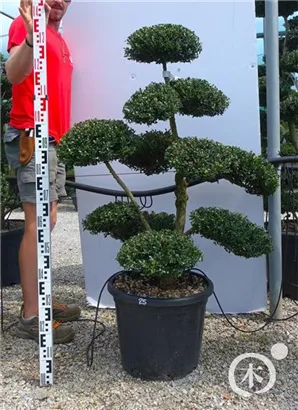 Japan-Stechpalme - Ilex crenata