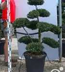 Japan-Stechpalme - Ilex crenata