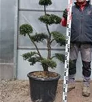 Japan-Stechpalme - Ilex crenata