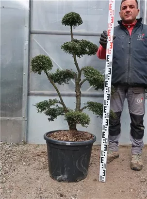Japan-Stechpalme - Ilex crenata