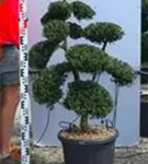 Japan-Stechpalme - Ilex crenata