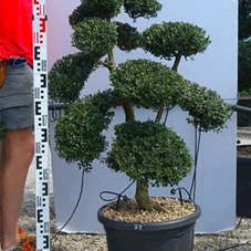 Ilex crenata, Gartenbonsai T71n27 - 100