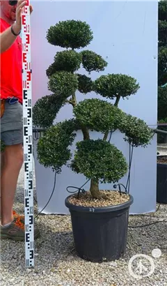 Japan-Stechpalme - Ilex crenata