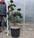 Japan-Stechpalme - Ilex crenata