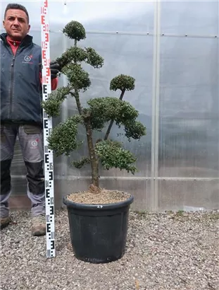 Japan-Stechpalme - Ilex crenata