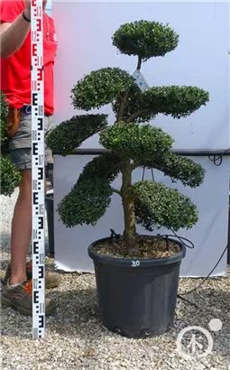 Japan-Stechpalme - Ilex crenata