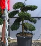 Japan-Stechpalme - Ilex crenata