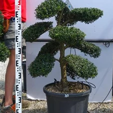 Ilex crenata, Gartenbonsai T71n30 - 100