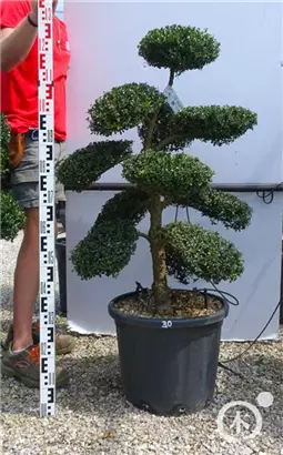 Japan-Stechpalme - Ilex crenata