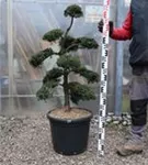 Japan-Stechpalme - Ilex crenata