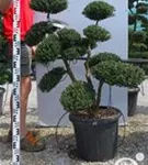 Japan-Stechpalme - Ilex crenata