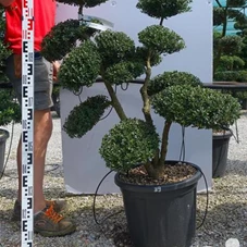 Ilex crenata, Gartenbonsai T71n39 - 100