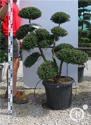 Japan-Stechpalme - Ilex crenata