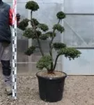 Japan-Stechpalme - Ilex crenata