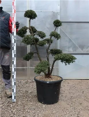 Japan-Stechpalme - Ilex crenata