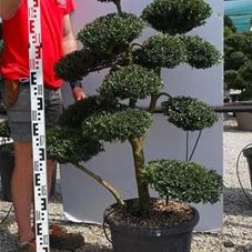 Ilex crenata, Gartenbonsai T71n5 - 100